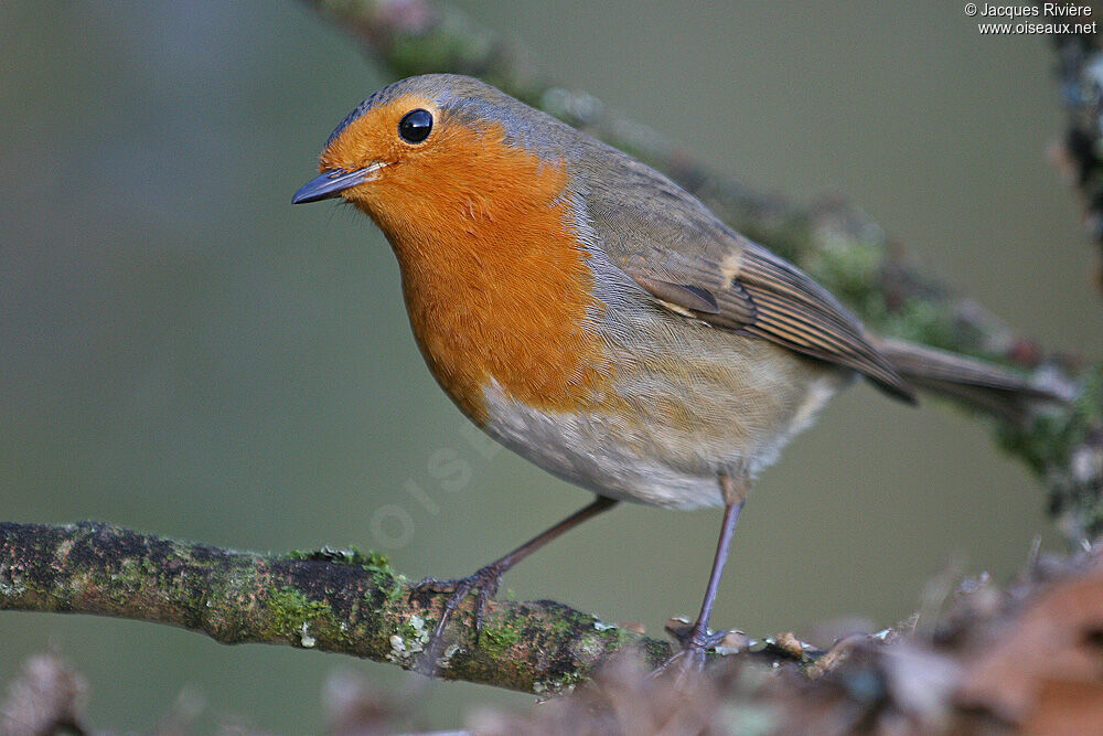 European Robinadult post breeding