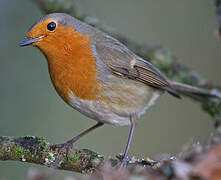 European Robin