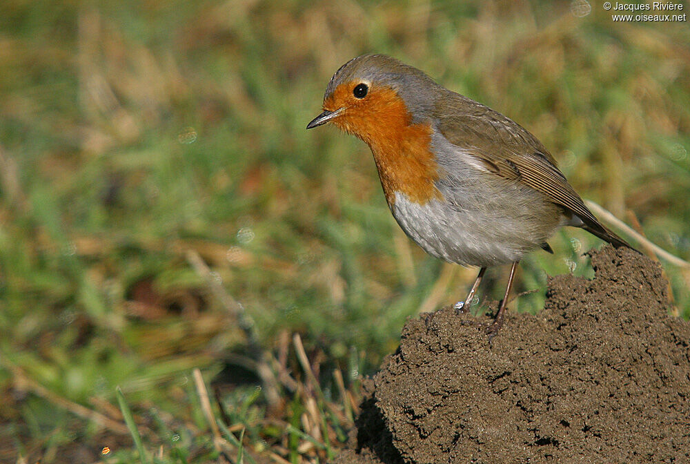 European Robinadult post breeding