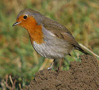 European Robin