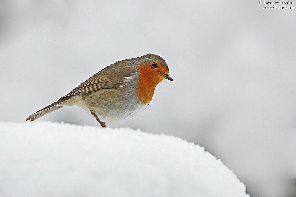 European Robinadult post breeding