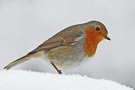 European Robin