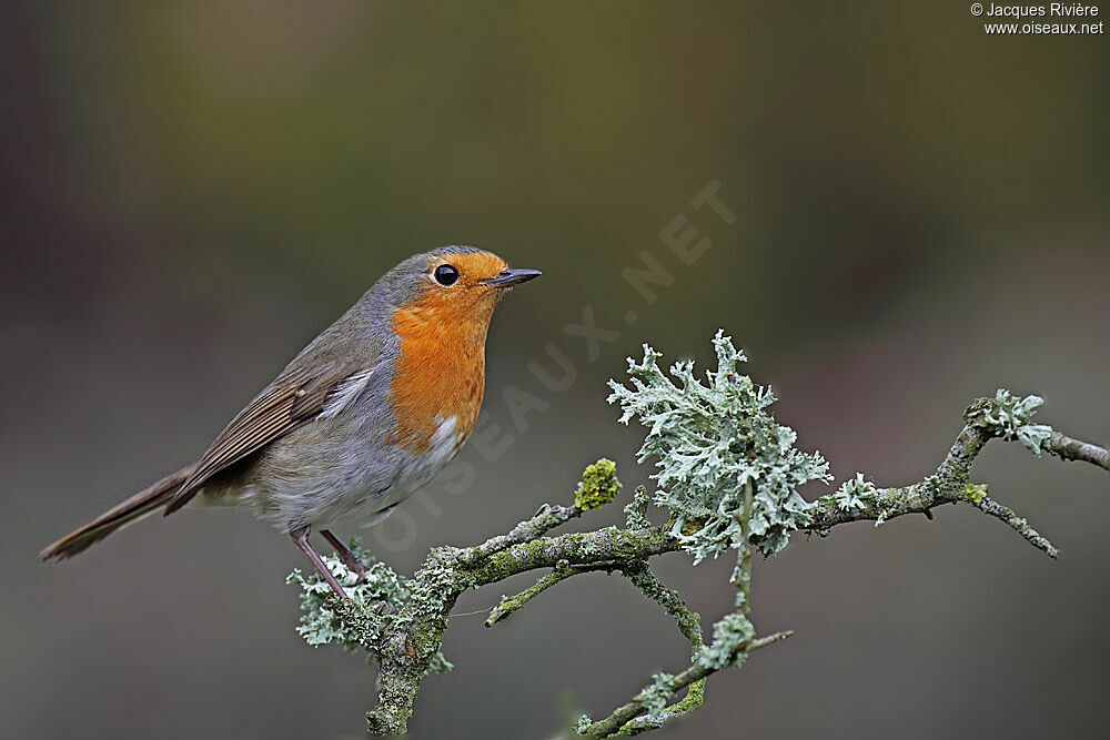 European Robinadult post breeding