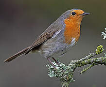 European Robin