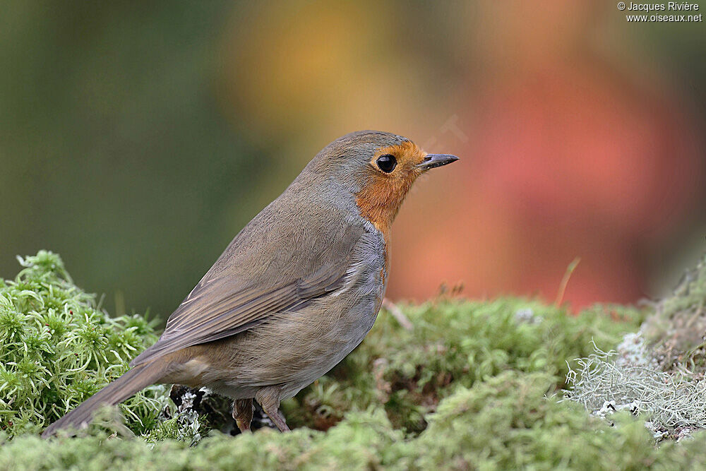 European Robinadult post breeding