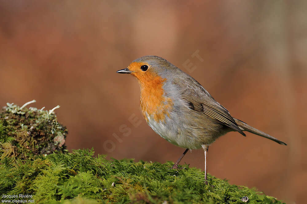 European Robinadult post breeding, identification