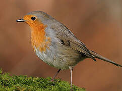 European Robin