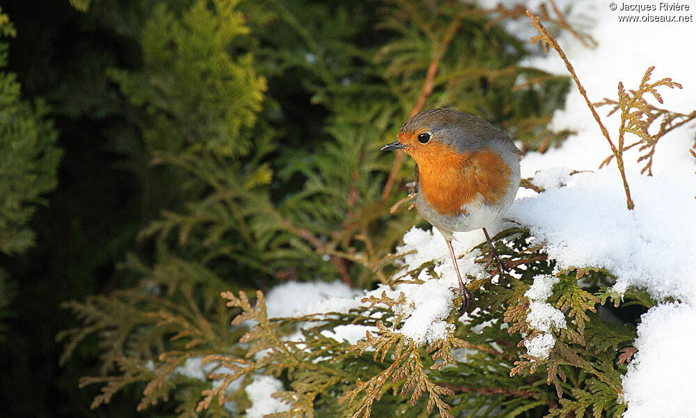 European Robinadult post breeding