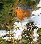 European Robin