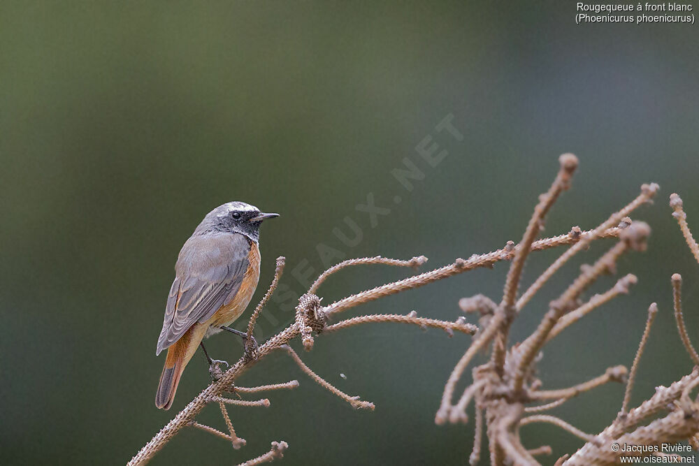 Common Redstart male adult transition, identification