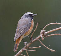 Common Redstart