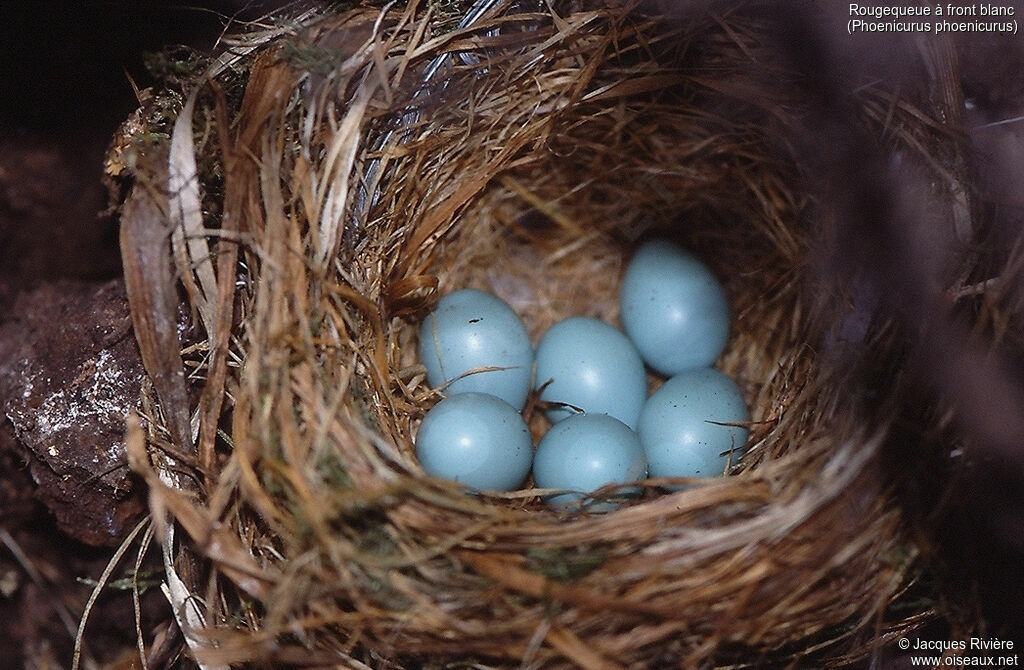 Common Redstart, Reproduction-nesting