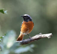 Common Redstart