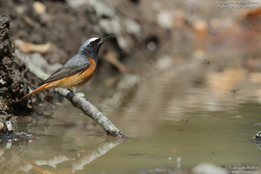 Common Redstart male adult breeding, identification