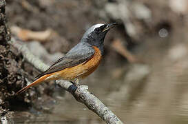 Common Redstart