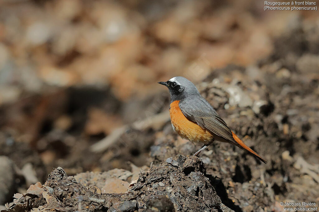 Common Redstart male adult, identification