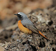 Common Redstart