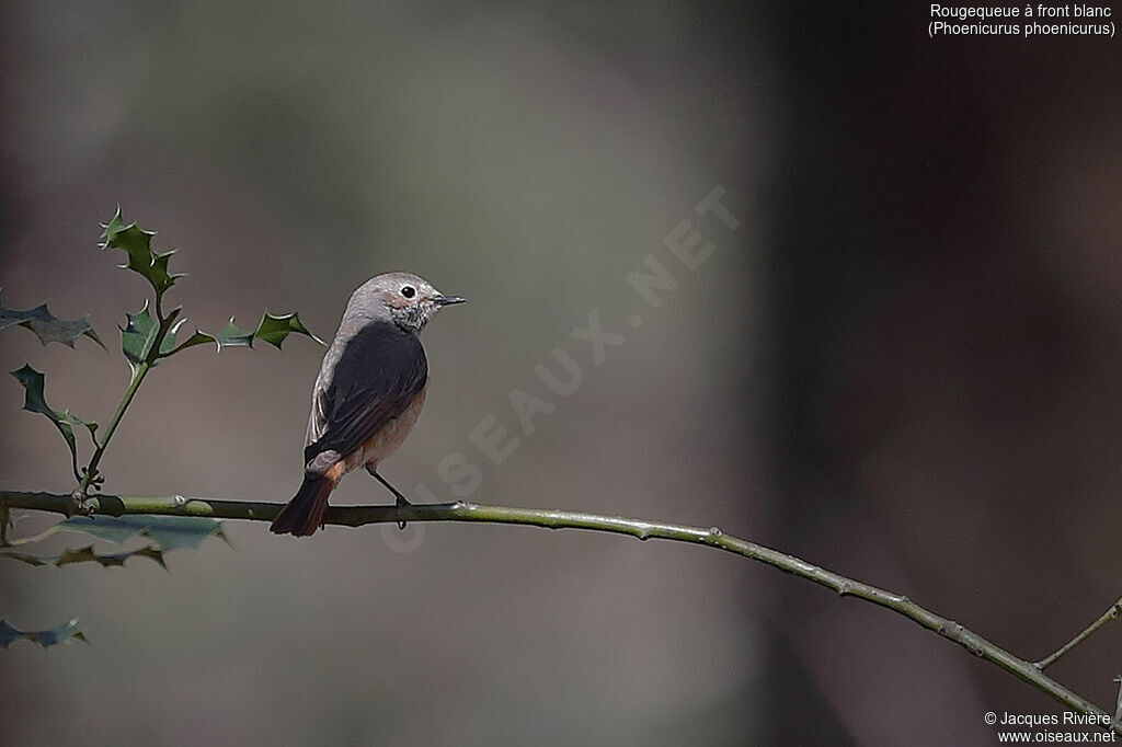 Common Redstart female adult breeding, identification