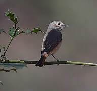 Common Redstart