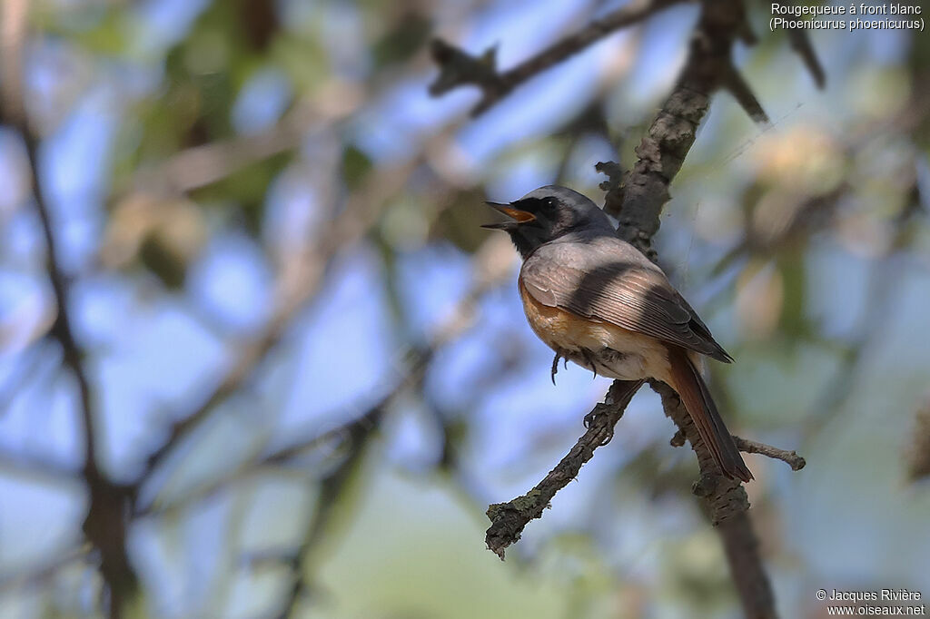 Common Redstart male adult breeding, identification, song