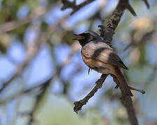 Common Redstart