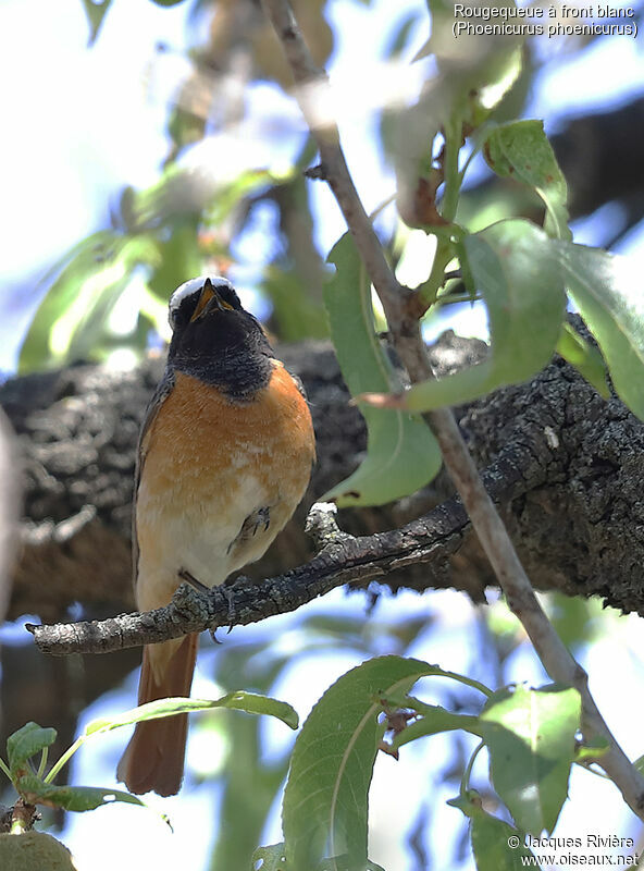 Common Redstart male adult breeding, identification, song