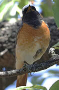 Common Redstart