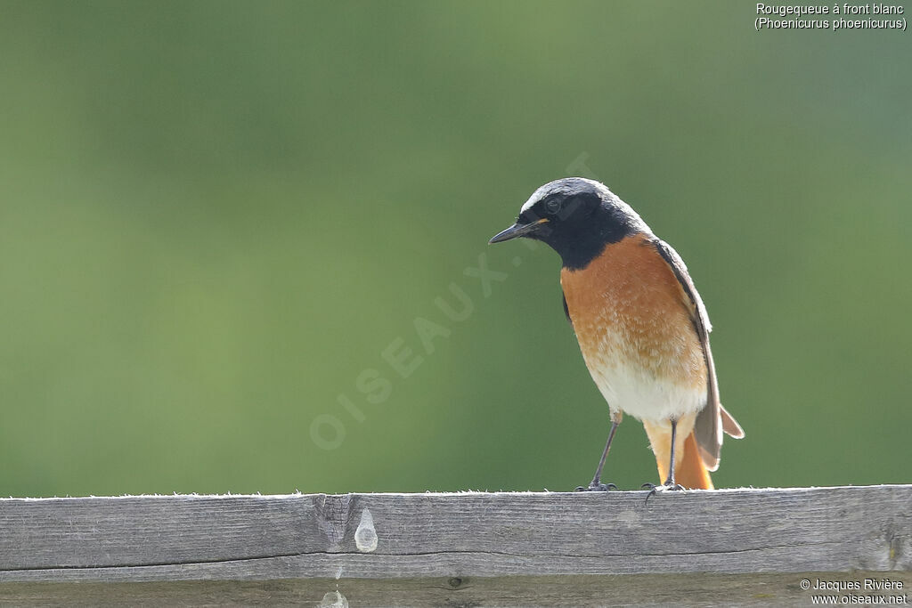 Common Redstart male adult breeding, identification