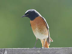 Common Redstart