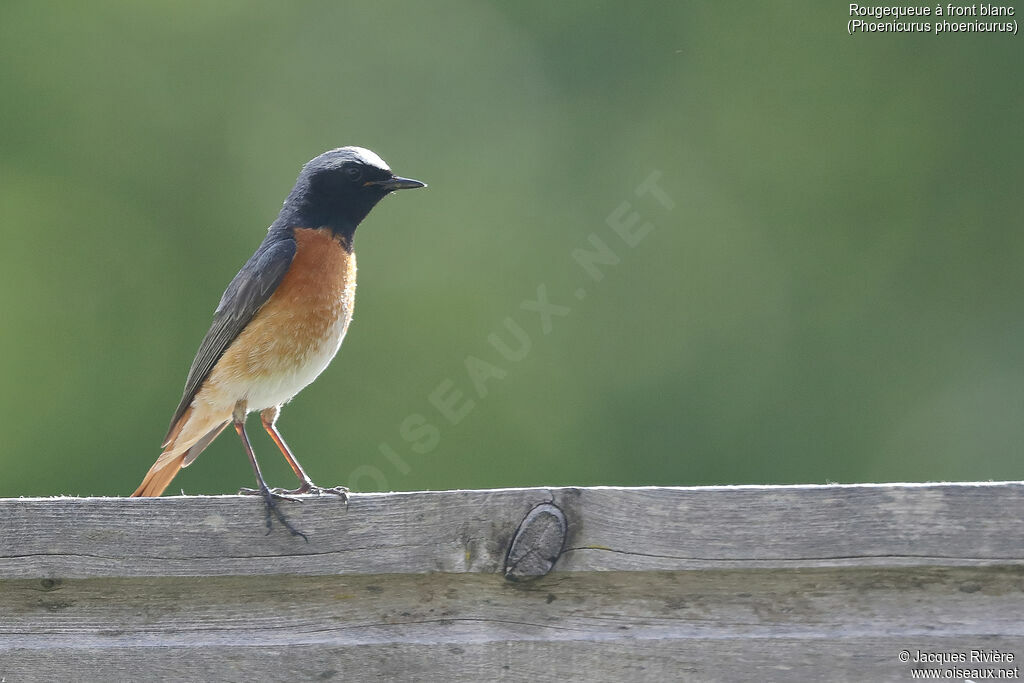 Common Redstart male adult breeding, identification