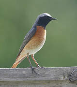 Common Redstart