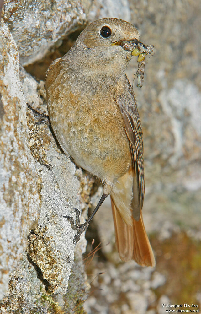 Common Redstart