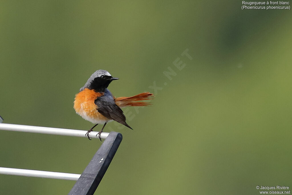 Common Redstart male adult breeding, identification, care