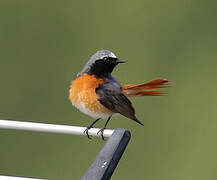 Common Redstart