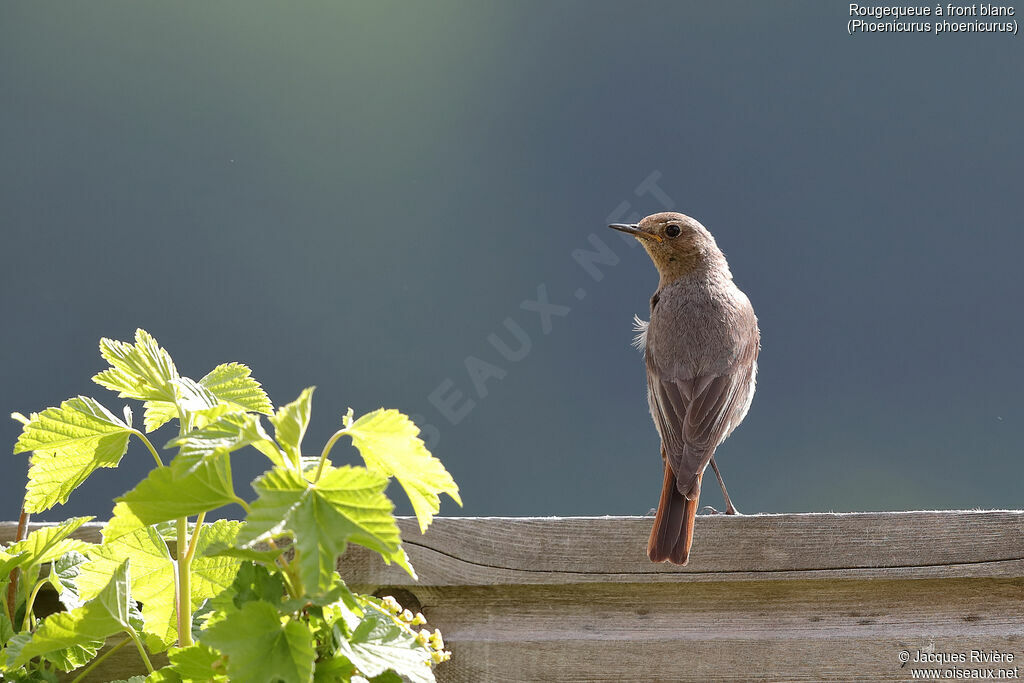 Common Redstart female adult breeding, identification