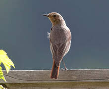 Common Redstart