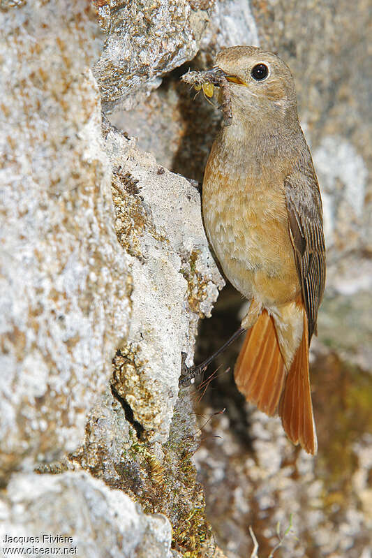 Common Redstart female adult, feeding habits, Reproduction-nesting