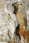 Common Redstart