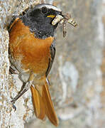 Common Redstart