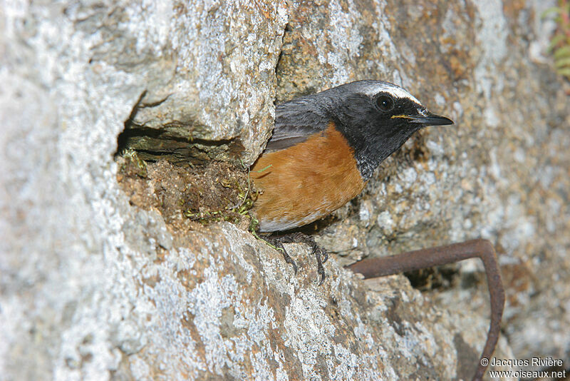 Common Redstart male adult, Reproduction-nesting