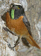 Common Redstart