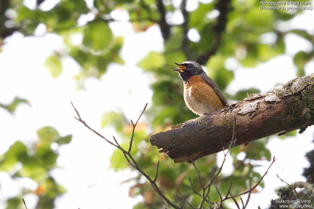 Common Redstart male adult, identification, song