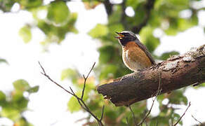 Common Redstart