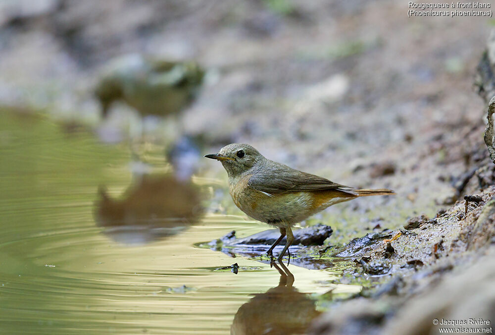 Common Redstart female adult, identification, swimming