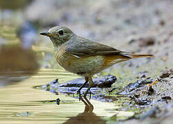 Common Redstart