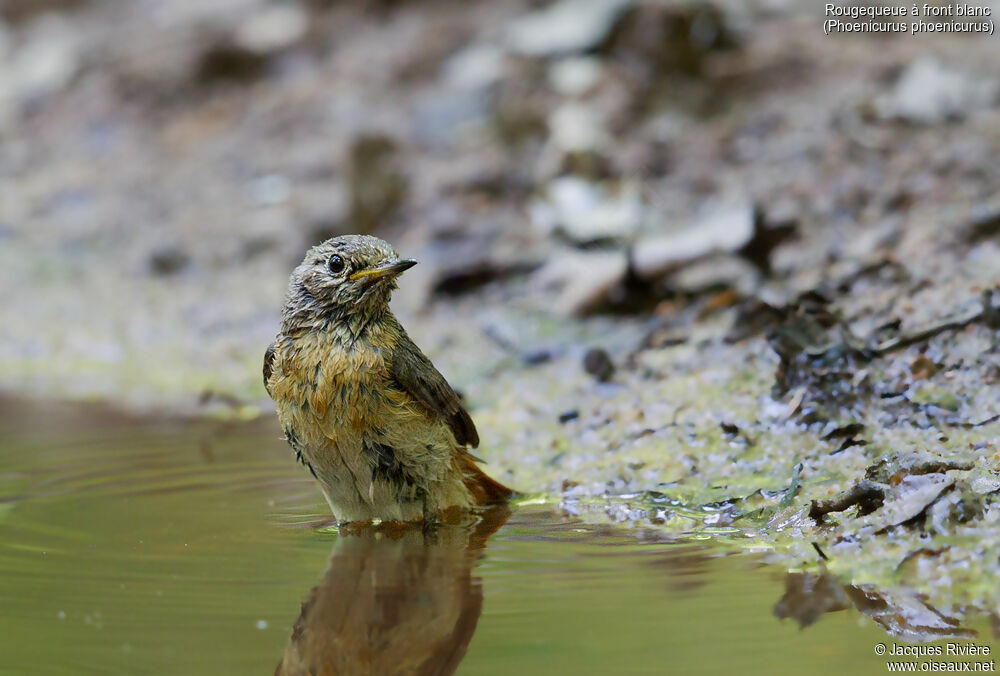 Common Redstart female adult breeding, identification