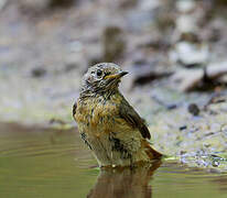 Common Redstart