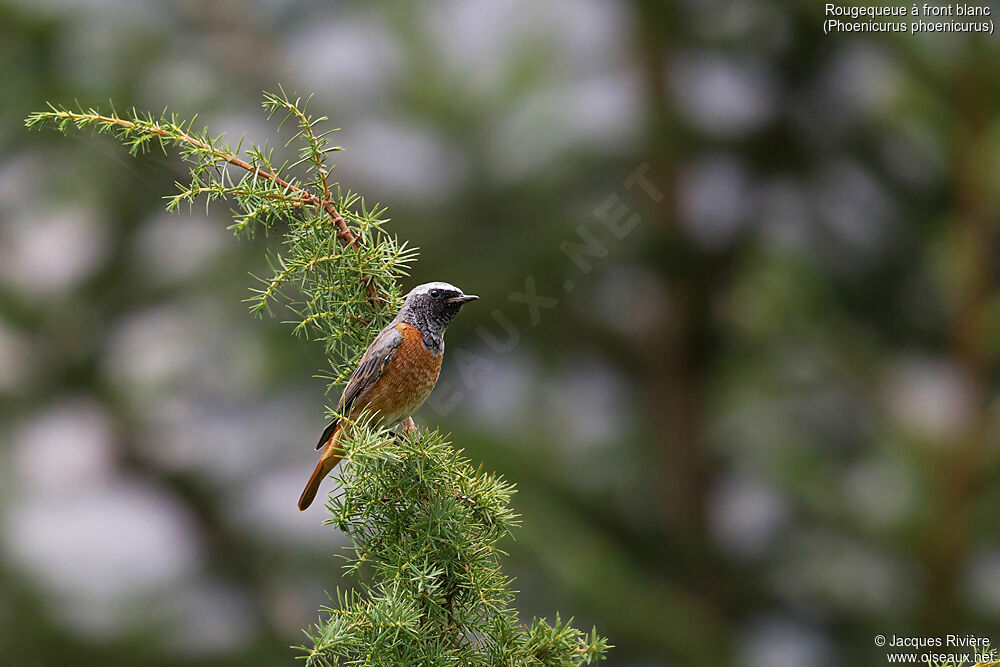 Common Redstart male adult transition, identification