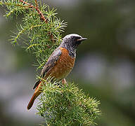 Common Redstart