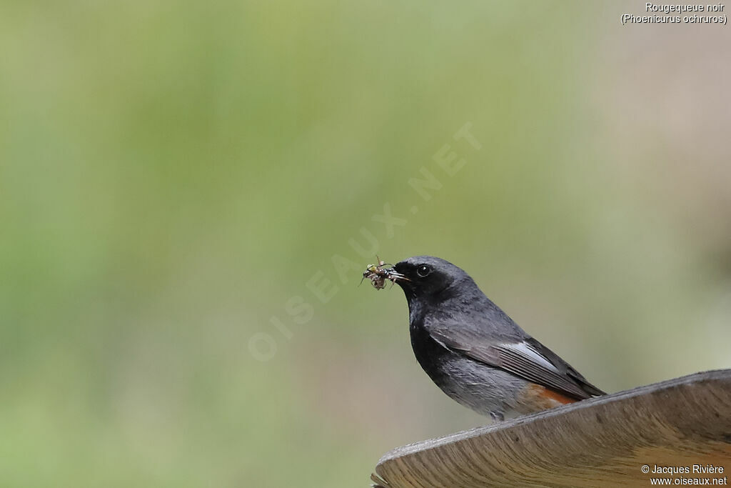 Black Redstart male adult breeding, identification, Reproduction-nesting